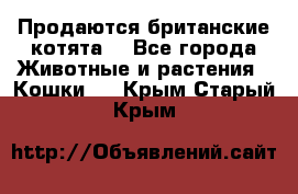 Продаются британские котята  - Все города Животные и растения » Кошки   . Крым,Старый Крым